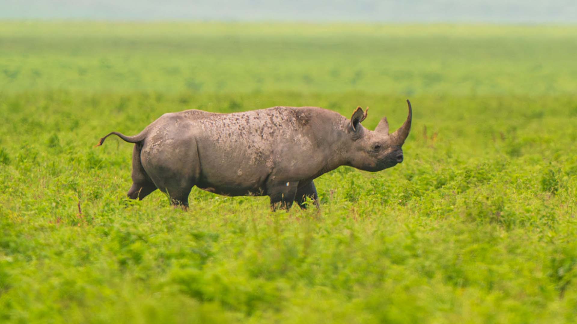 Black_Rhino