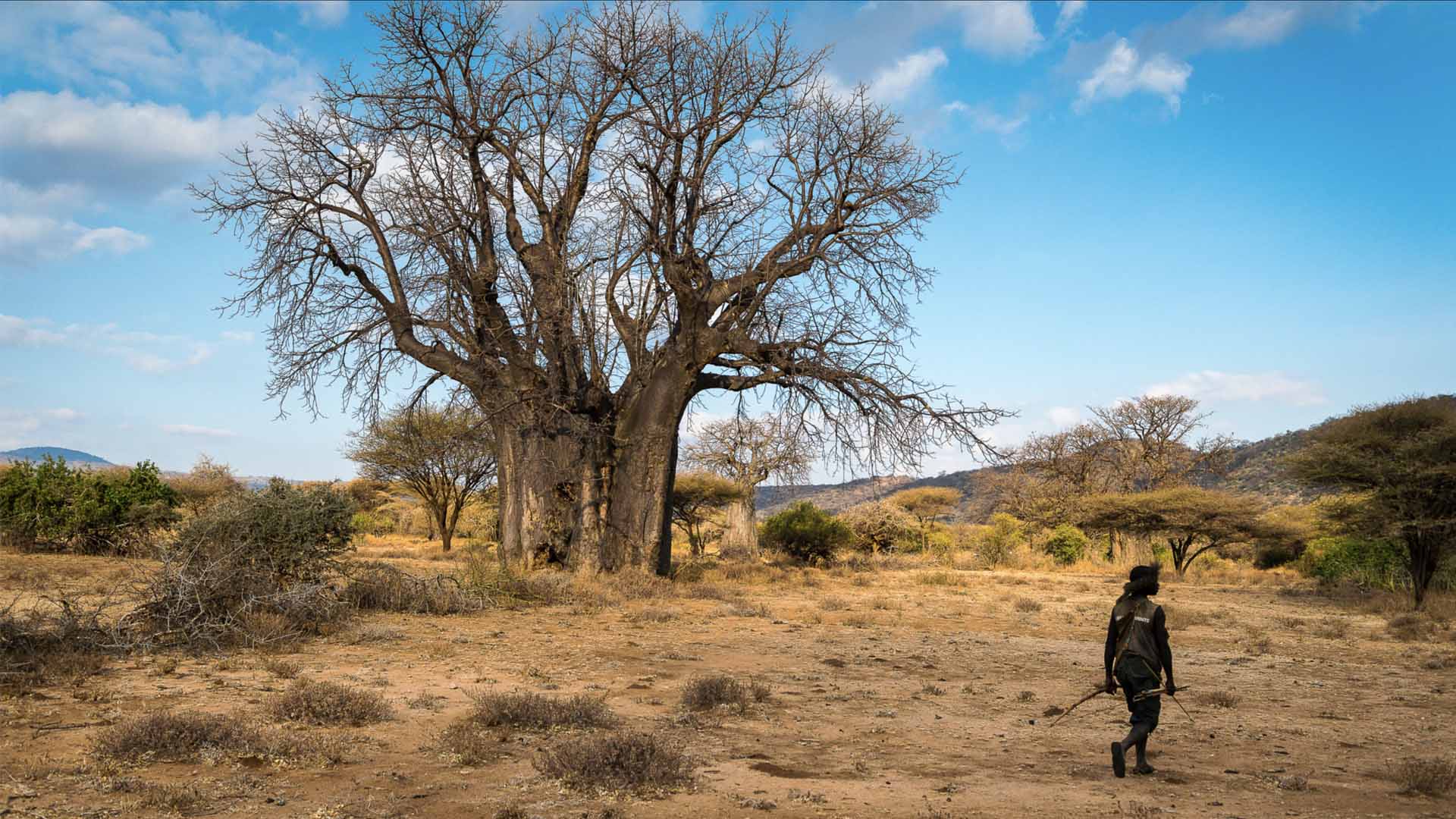 Baobab