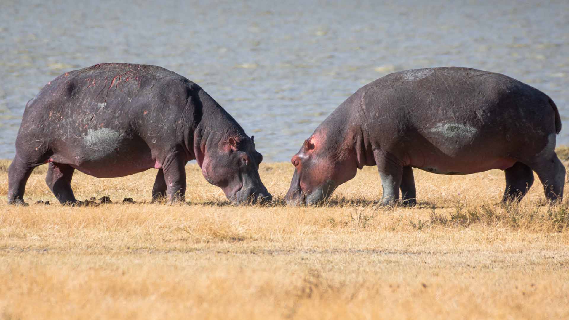 Hippo
