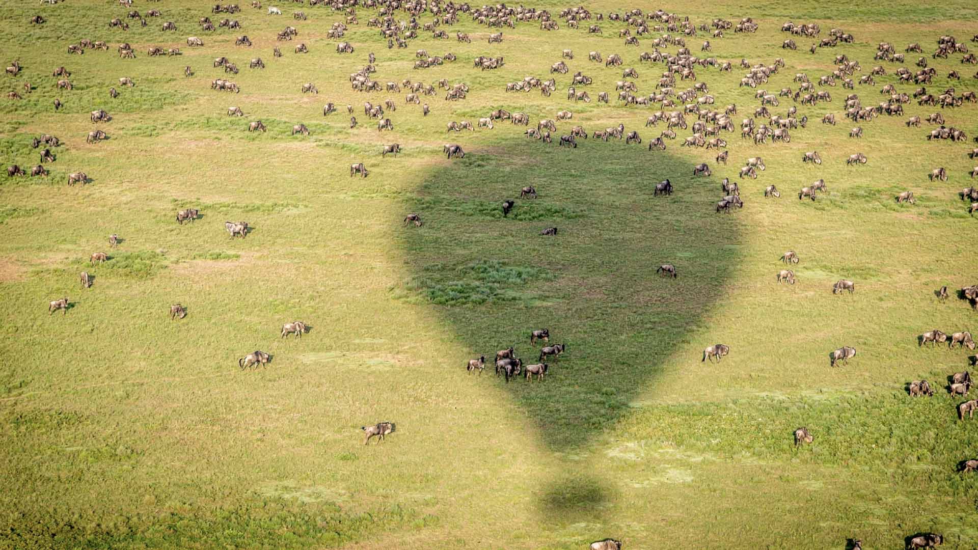 Wildebeast_herd