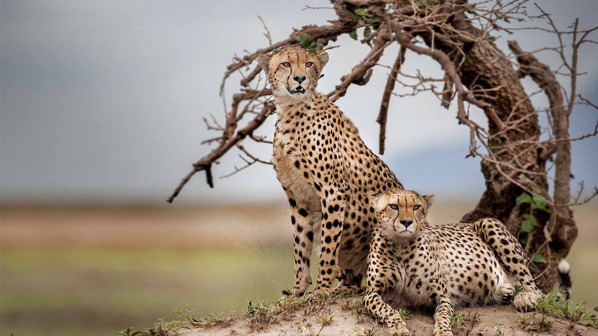 A_coalition_of_Cheetah